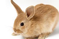 ウサギ