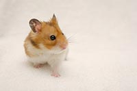ハムスター